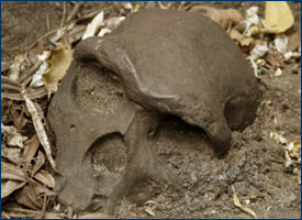 Neandertal Skull