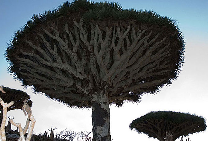 Unusual Tree in Yemen